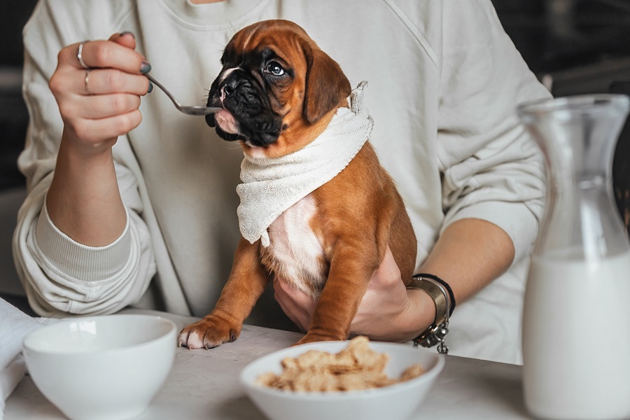 Choosing the Right Food