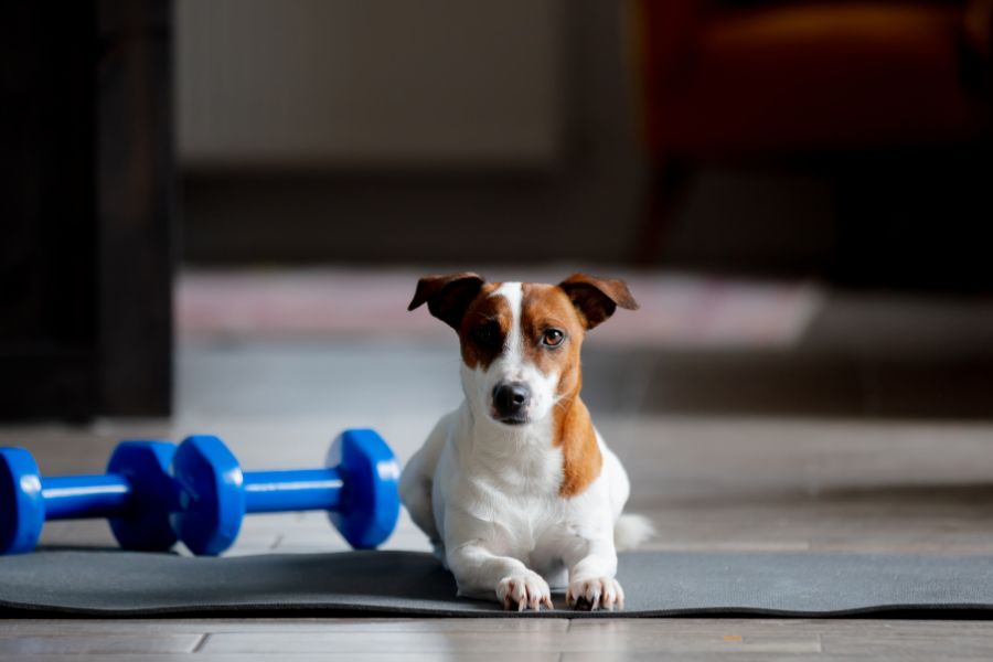 Exercise Plans for Senior Pets