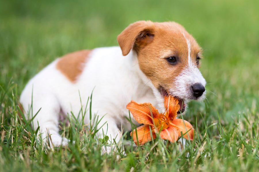 lily poisoning in dogs