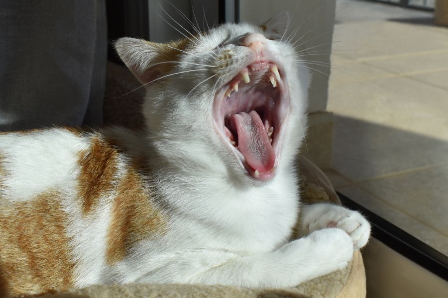 facts about cat teeth