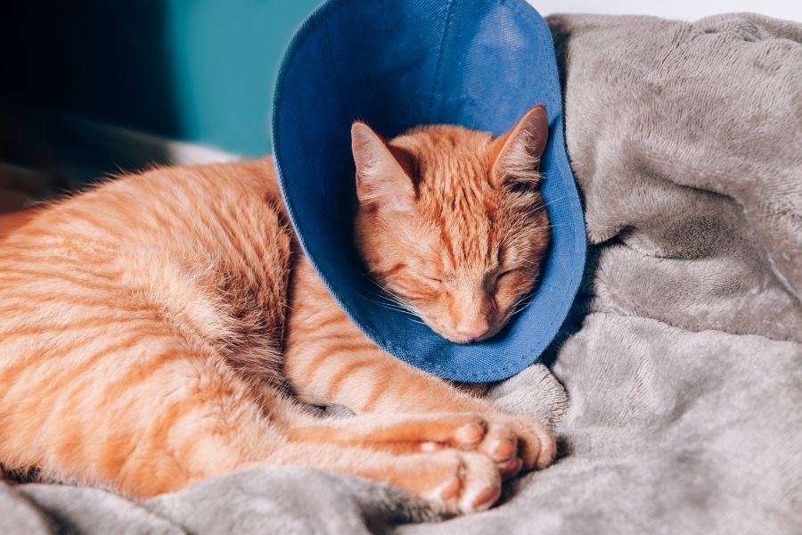 female cat spaying weight gain