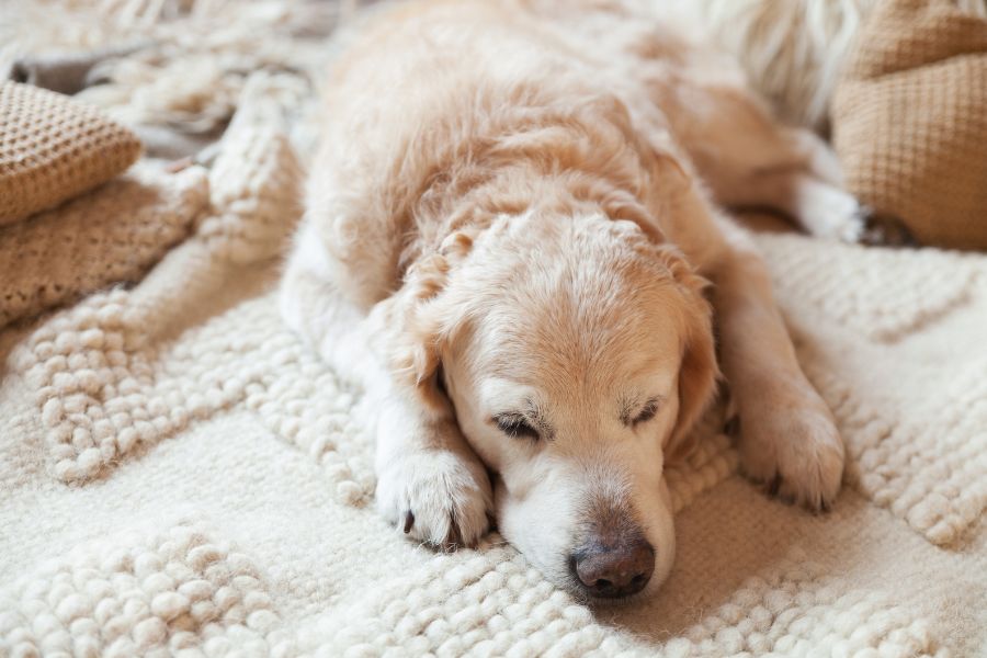 golden retriever cancer symptoms