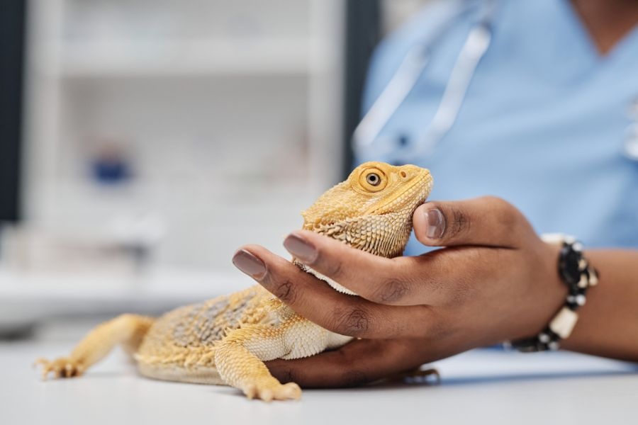 exotic pet vet visit tips