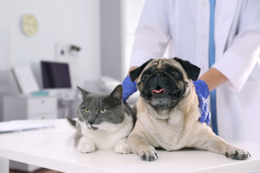senior pet vet visit