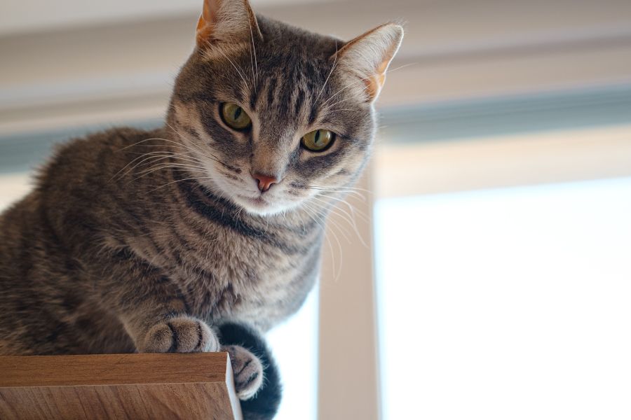 cat meowing at 3 AM causes
