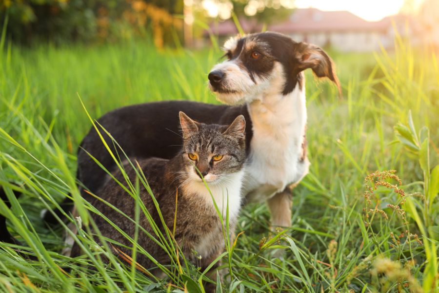 pet parasite prevention year round