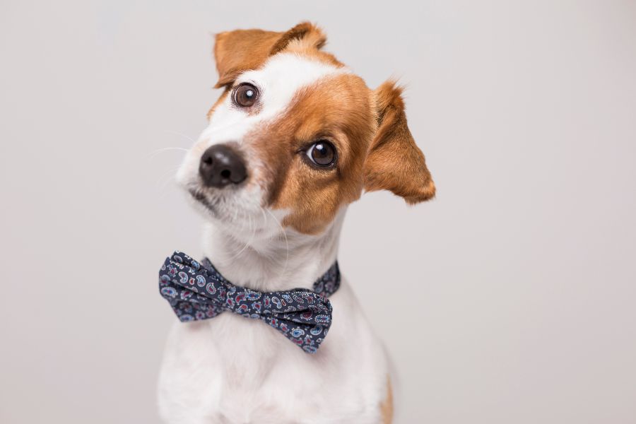signs your dog has social anxiety