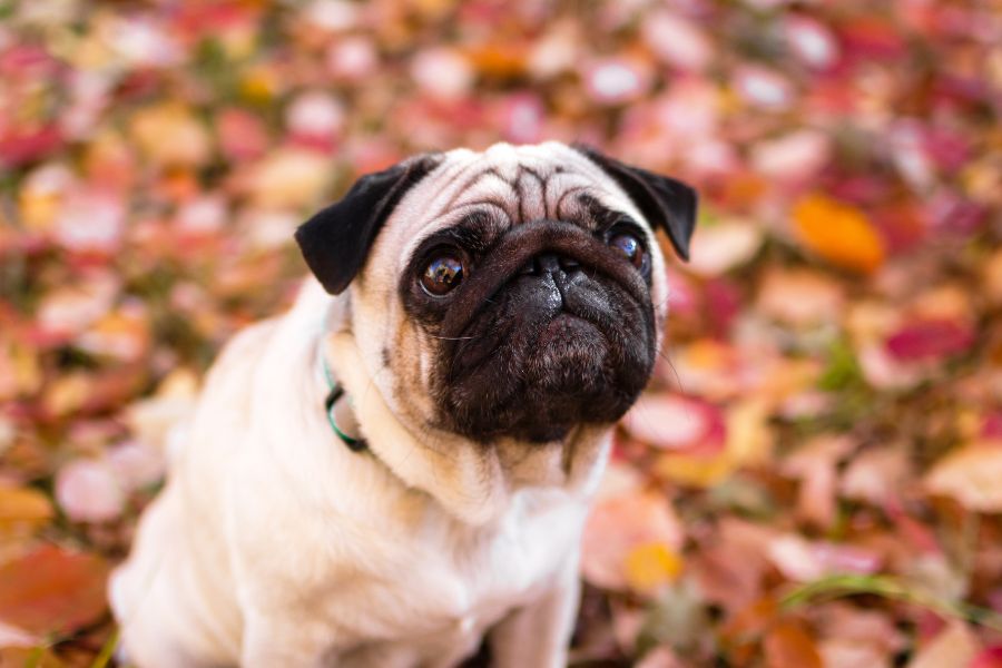 urgent care for puppies under 8 weeks