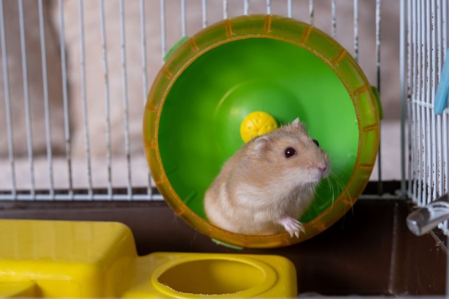toys for rabbits hamsters guinea pigs