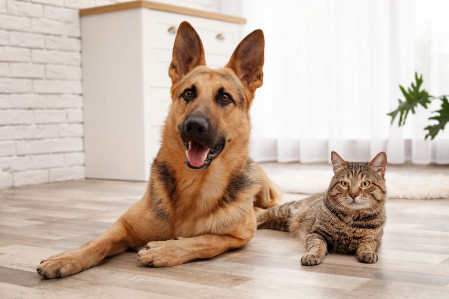 recognize pain in senior dogs cats