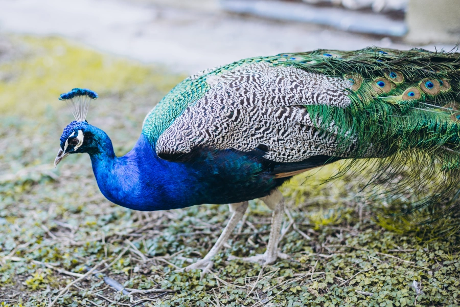 Services we serve - Backyard Poultry Care