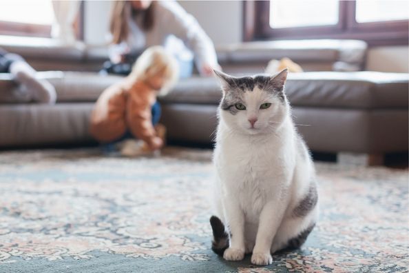 indoor cat health wellness