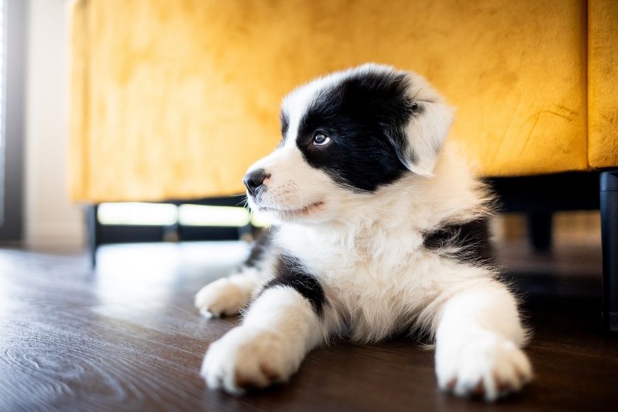 puppy vs kitten care new owners guide