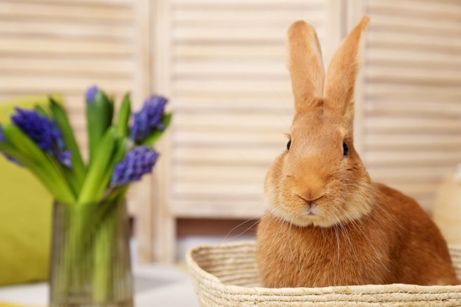 urgent care for rabbits