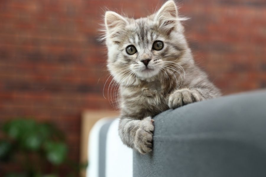 pick the right cat for family