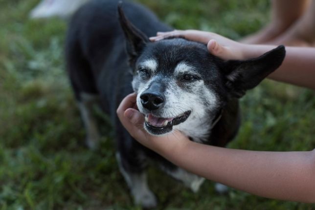 dog allergic reactions
